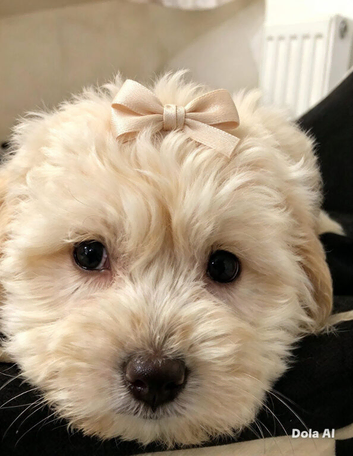Goldendoodle x girl