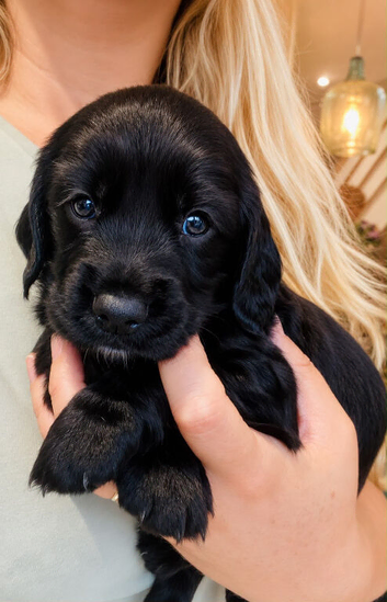Beautiful working Sprocker puppies