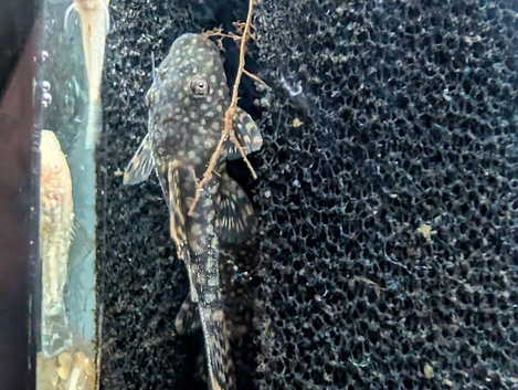 Albino and Chocolate Bristle nose Plecos