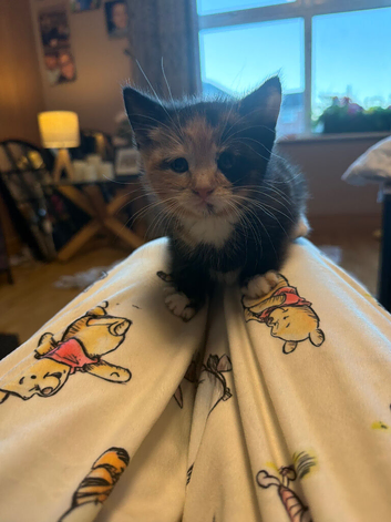 Kittens female and male 30&pound;