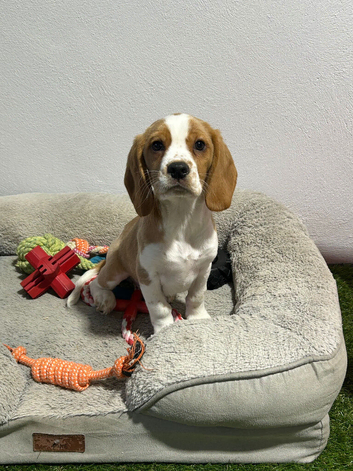 Tan & White Male Beagle, Extensively DNA Tested Clear