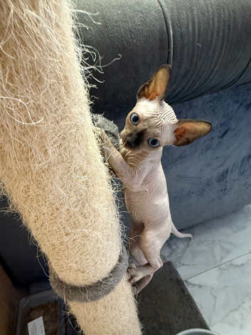 Sphynx  Canadian kittens 3 makes ready ti leave now