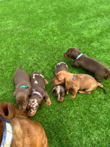 Miniature dachshund