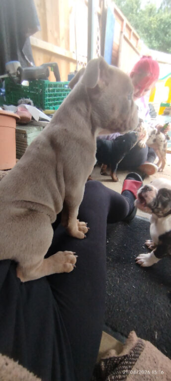 New English Bulldogs puppies