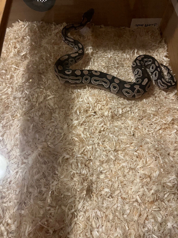 Needs new home