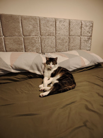 Male cat