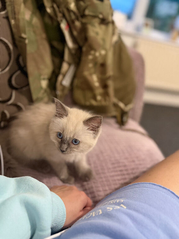 Bluepoint Ragdoll female
