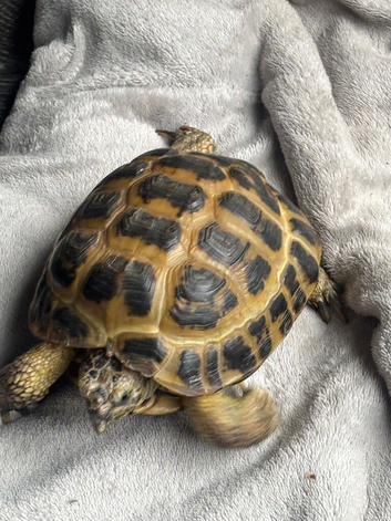 Male tortoise