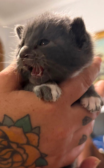 2 beautiful grey kittens