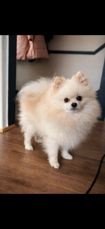 Proven Pomeranian Stud | Imported from Poland
