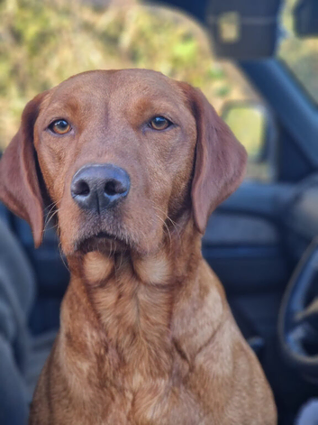 Dark fox red labradooles