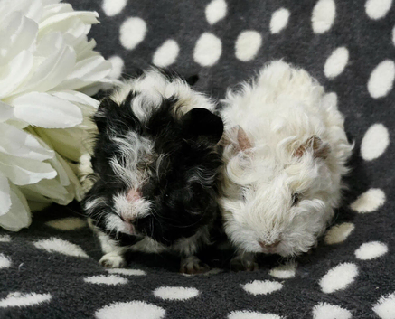 Boar pair available