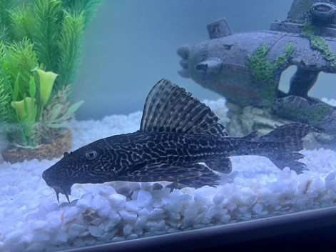 Common pleco