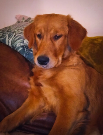 Fox red retriever 10 months old female