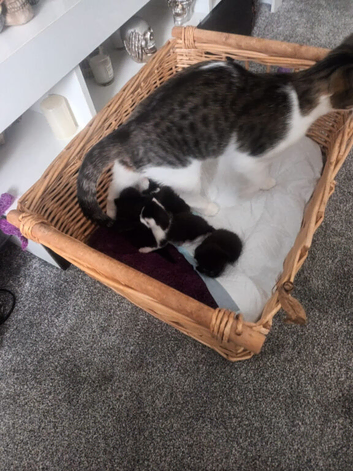 3 kittens available for a loving home