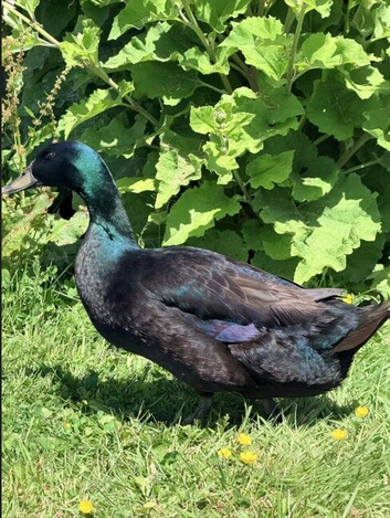 Cayuga Drake