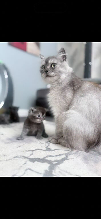 Beautiful mixed litter of kittens