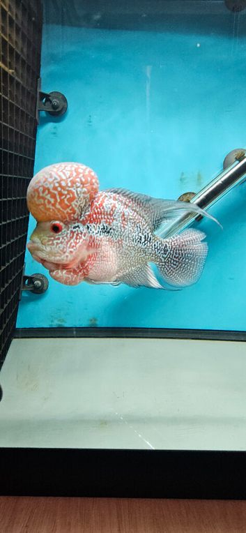 flowerhorn