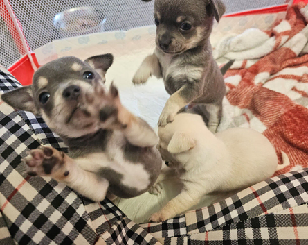 Chihuahua puppies for sale