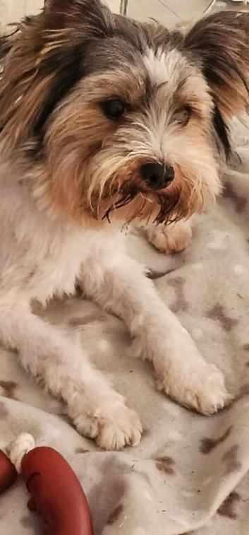 Biewer terrier