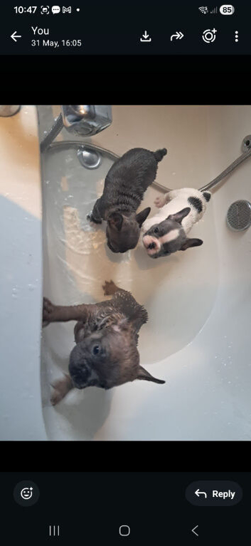 Frenchie baby's look for forever home