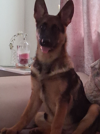 6 months old German Shepherd pup