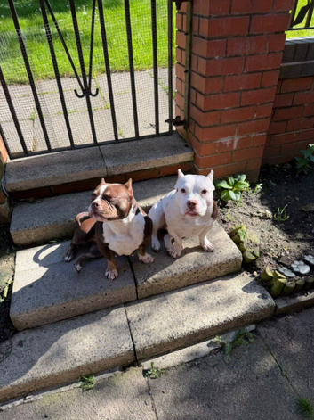 Mya & Dotty - Pocket Bullies