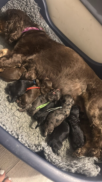DNA CLEAR - F1 Cockapoo Puppies