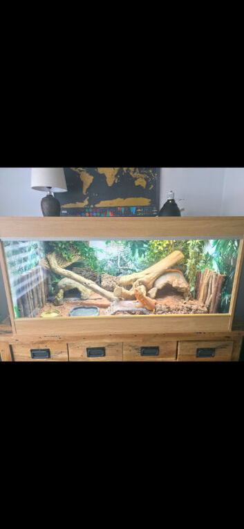 Bearded Dragon and fully kitted vivarium