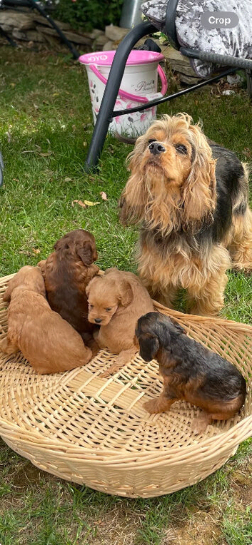 F1 B cavapoo puppies