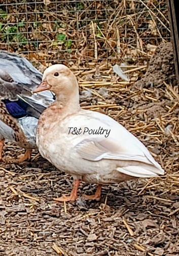 Apricot Call Duck Female