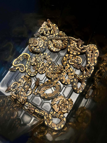 By pythons for sale