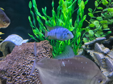 Convict cichlid male