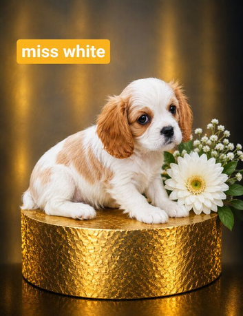 Kc LITTER OF 4 DNA CLEAR CAVALIER PUPPYS