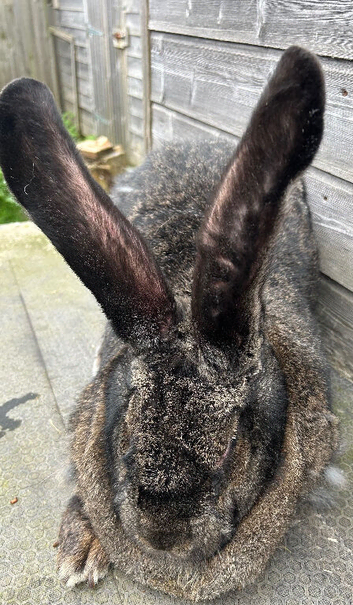 WE HAVE THE WORLDS BIGGEST BUNNIES
