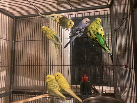Budgies for sale