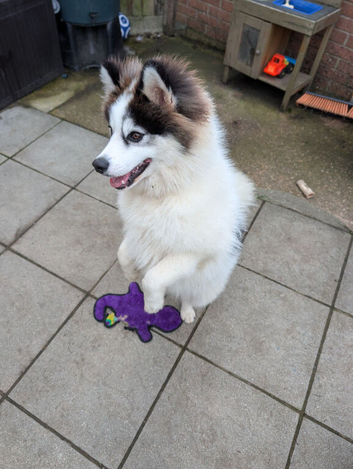 Beautiful 6 month old Pomsky