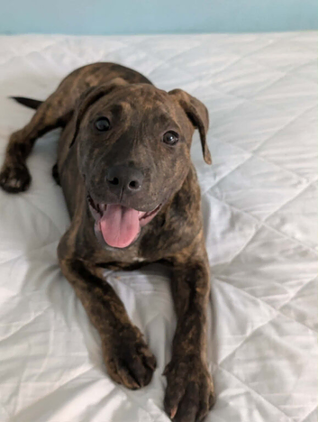 Brindle Staffordshire Bull Terrier
