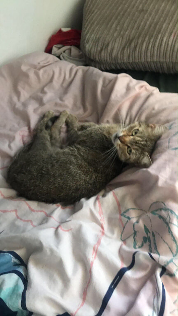 Bengal cross kitten