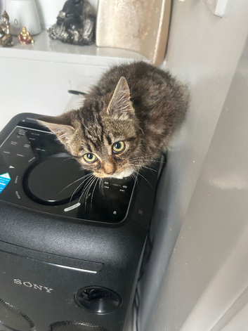 Kittens