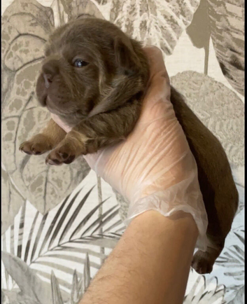 French bulldog