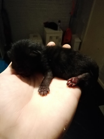 Kittens