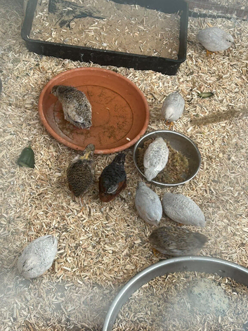 Button quails