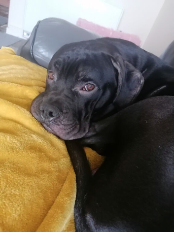 12 months old male