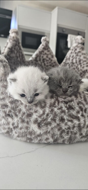 3 in litter 2 blue bsh 1 colour point