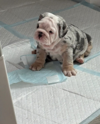 Beautiful Chunky British Bulldog Puppies
