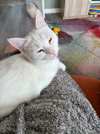 White cat