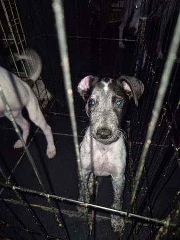 1 last boy for sale