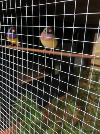Pair gouldion finches