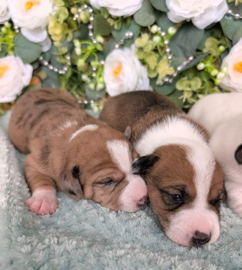 3/4 Jack Russell puppies